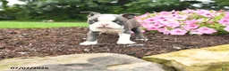 Boston Terrier dogs for sale: Dutchess - Ad 1