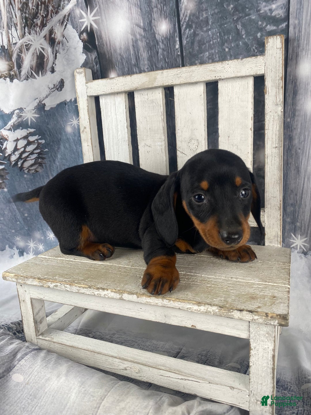 Miniature Dachshund dogs for sale: Johnny - Ad 6