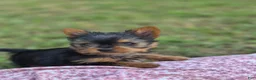 Yorkshire Terrier dogs for sale: Yorkshire Terrier 2 - Ad 4
