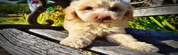 Havapoo dogs for sale: Lemony-Sale!!! - Ad 4