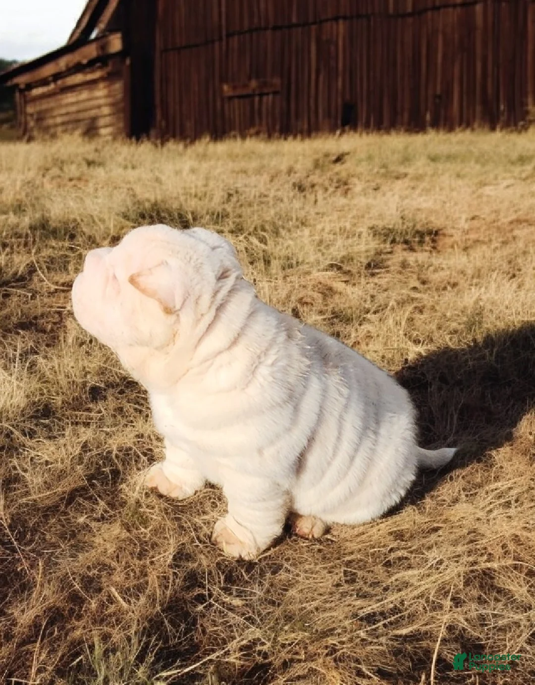 Shar Pei dogs for sale: Blizzard mini - Ad 17