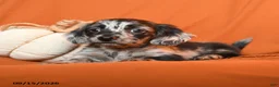 Dachshund dogs for sale: Archie - Ad 4