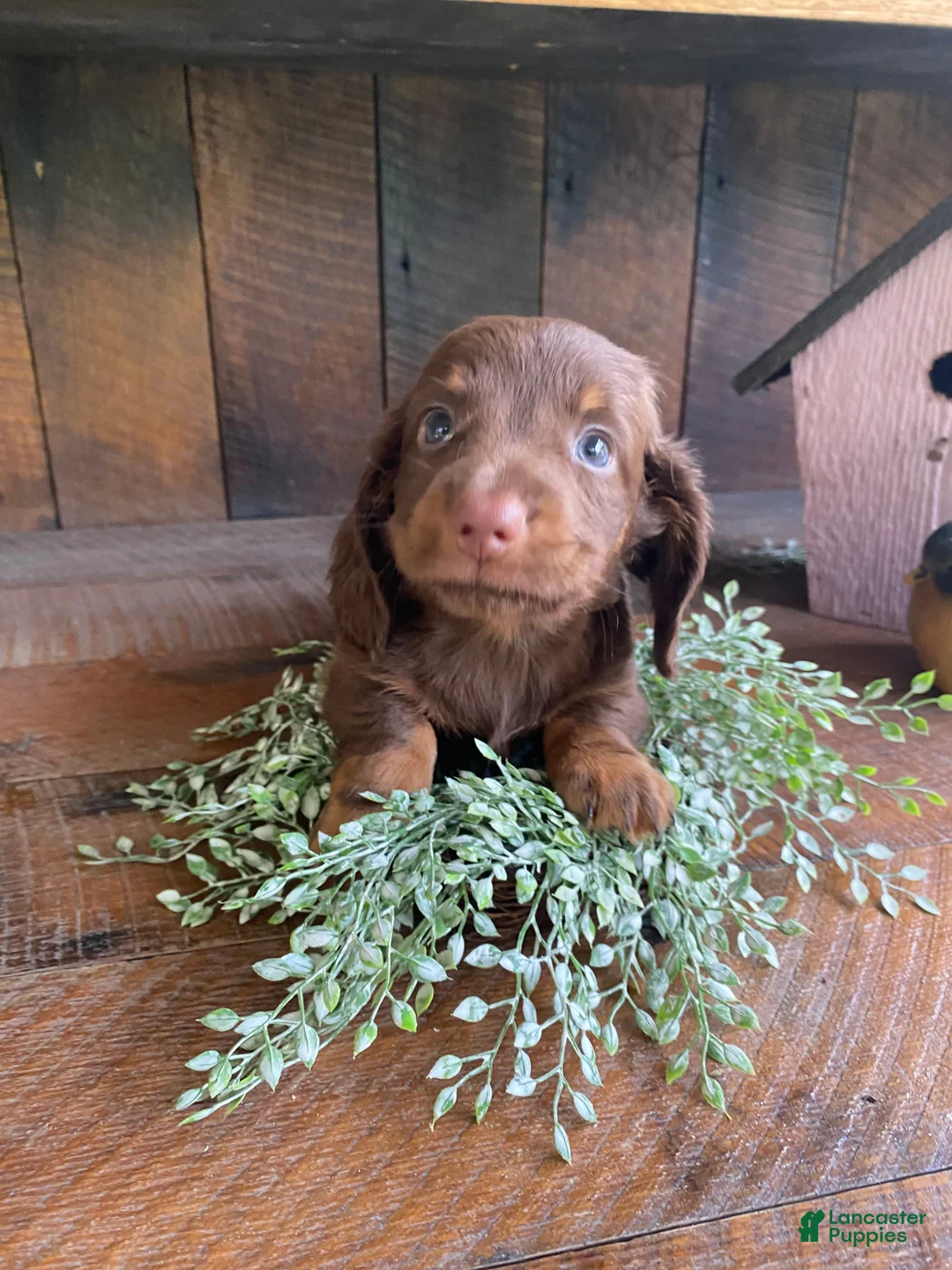 Miniature Dachshund dogs for sale: Duke - Ad 10