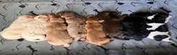Labradoodle dogs for sale: Frodo - Ad 5
