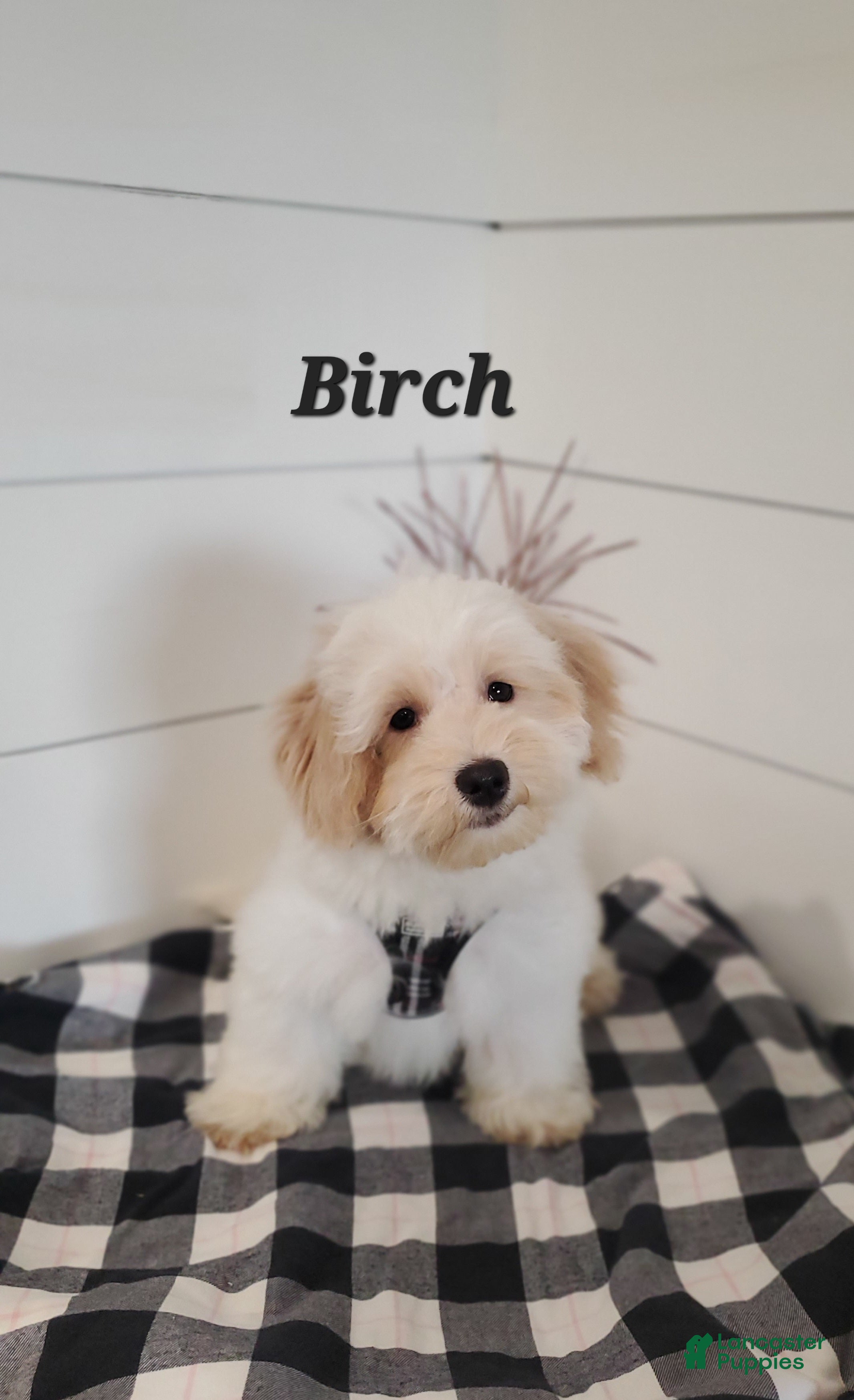 Mixed Breed dogs for sale: Birch - Ad 9