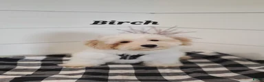 Birch