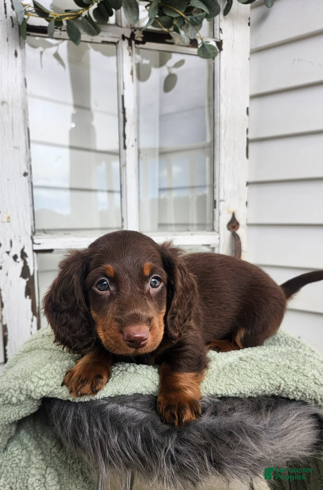 Miniature Dachshund dogs for sale: Miles - Ad 3
