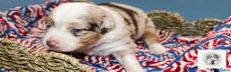 Miniature Australian Shepherd dogs for sale: Lady Liberty - Ad 5
