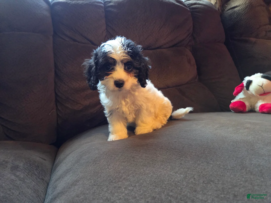 Cavapoo dogs for sale: Candy - Ad 1