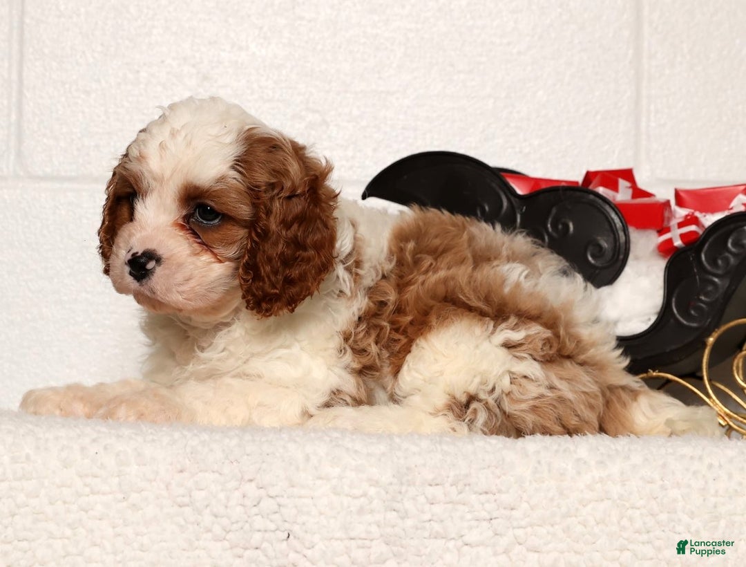 Cavapoo dogs for sale: Theodore - Ad 6
