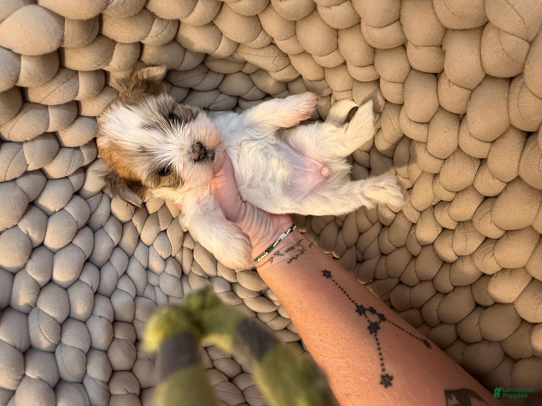 Morkie dogs for sale: TEACUP JOY  - Ad 12