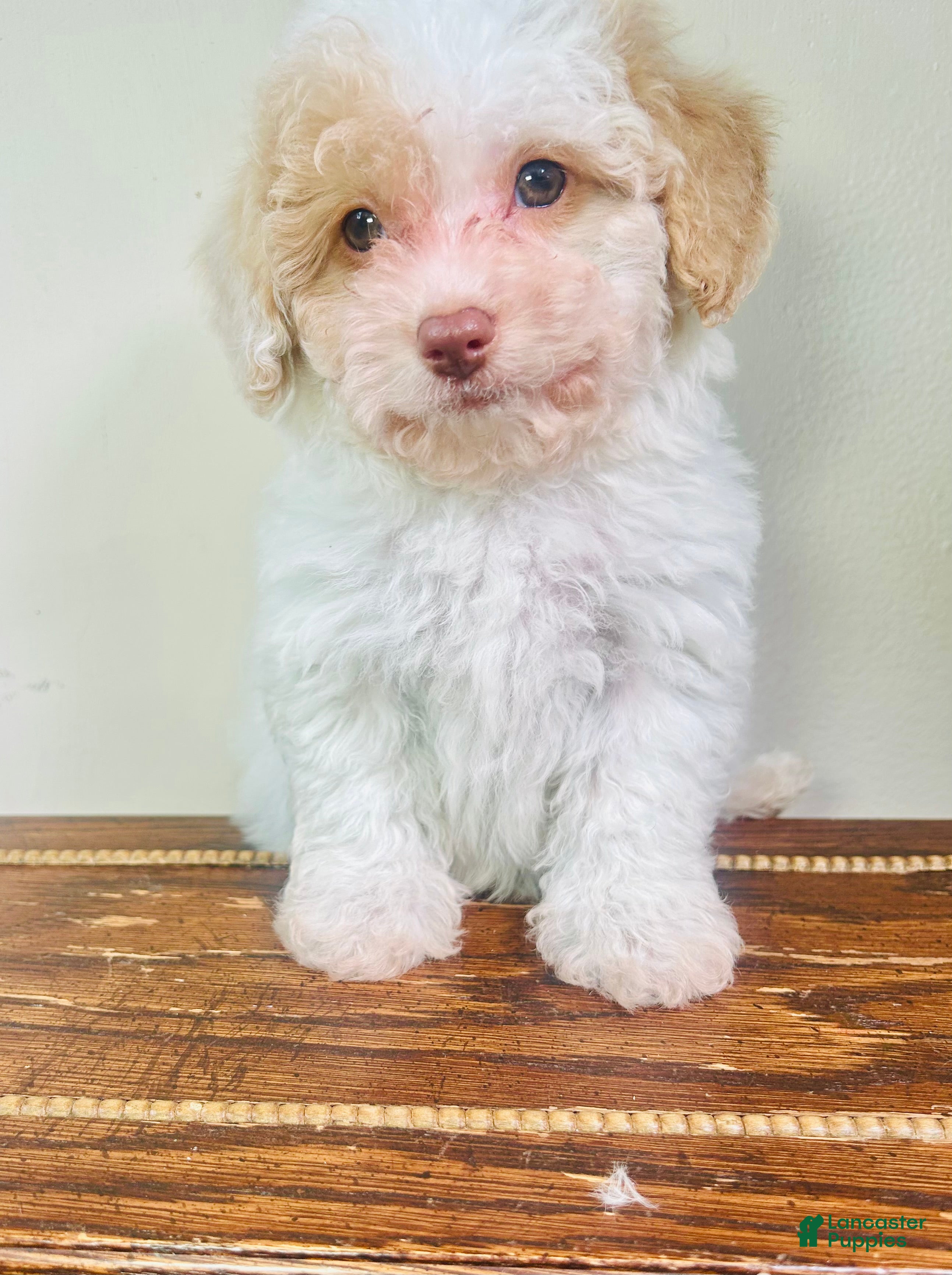Cavapoo dogs Olaf - Ad 37