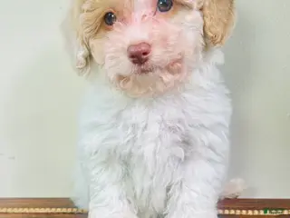 Cavapoo dogs Olaf - Ad 37