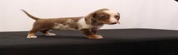 Dachshund dogs for sale: Polly - Ad 3