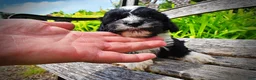 Havapoo dogs for sale: Scout - Ad 4