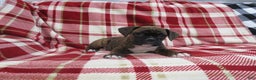 Boxer dogs for sale: Dallas - Ad 5