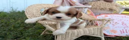 Cavalier King Charles Spaniel dogs for sale: Pickles - Ad 3