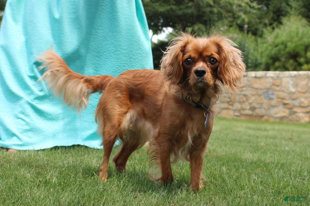Cavapoo dogs for sale: Skye - Ad 4