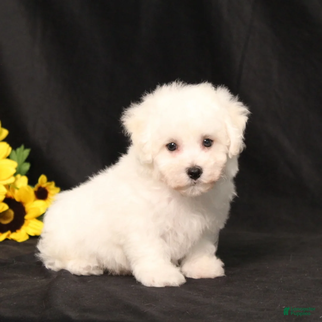 Bichon Frise dogs for sale: BJ's Michael - Ad 2