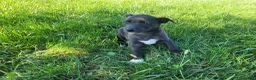 Sheprador dogs for sale: Lulu  - Ad 1