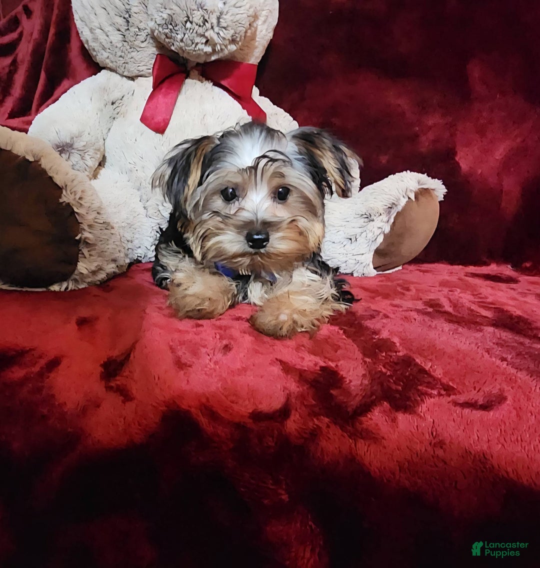 Yorkshire Terrier dogs for sale: MILO - Ad 7
