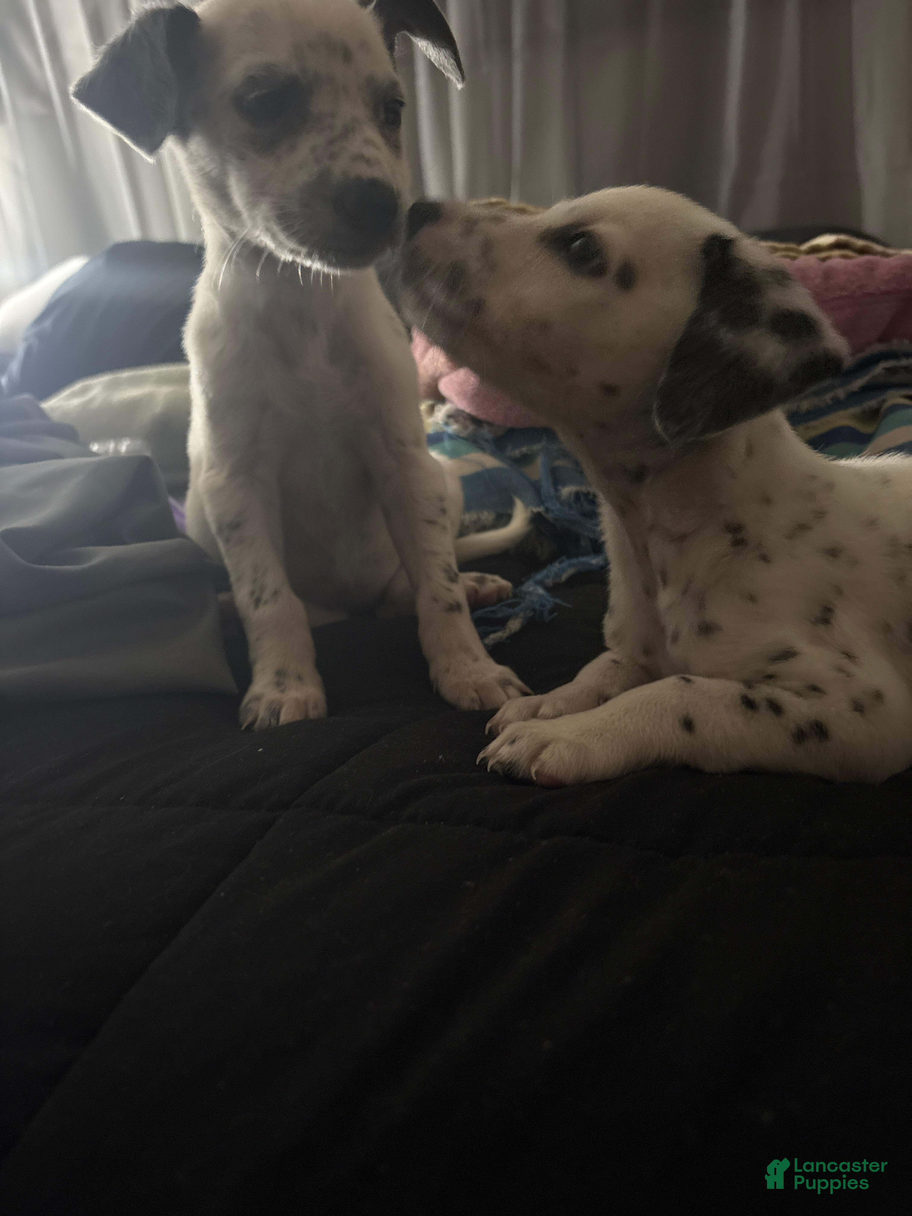 Dalmatian dogs for sale: Dalmatian Puppy 2 - Ad 1