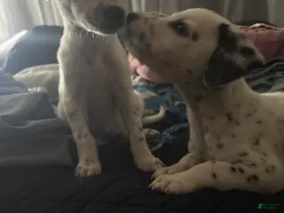 Dalmatian dogs for sale: Dalmatian Puppy 2 - Ad 1
