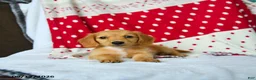 Miniature Dachshund dogs for sale: Sugar - Ad 3