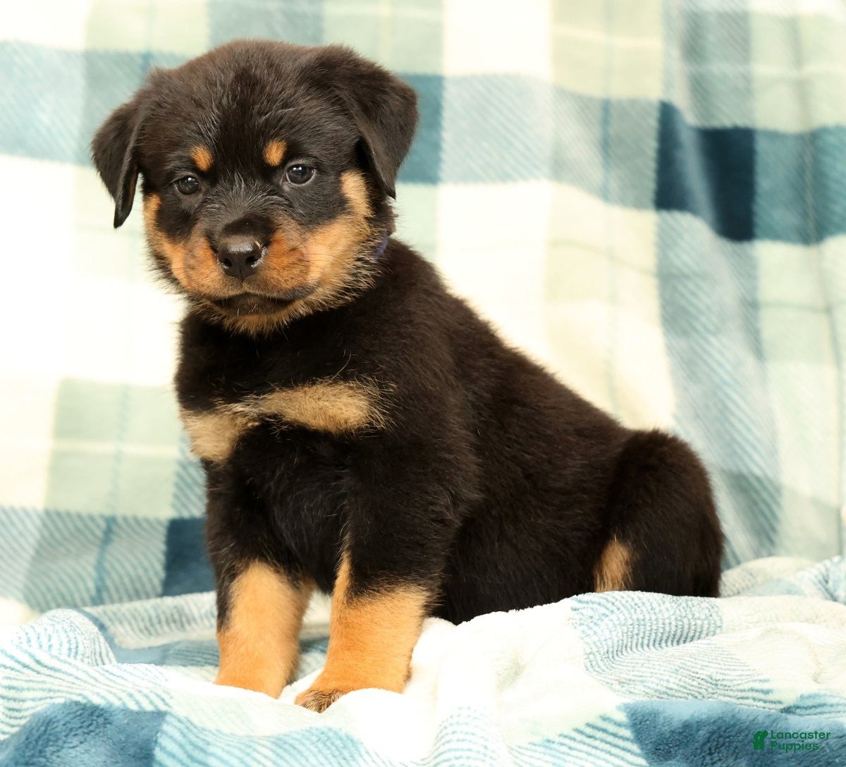 Rottweiler dogs Rambo - Ad 2