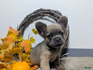 French Bulldog dogs Arlo (FLUFFY) - Ad 5