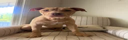 American Bully dogs for sale: Nala - Ad 1