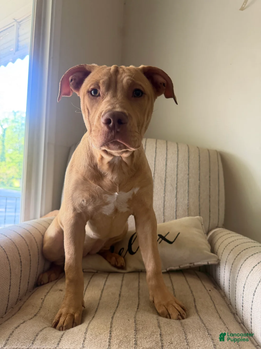 American Bully dogs for sale: Nala - Ad 1