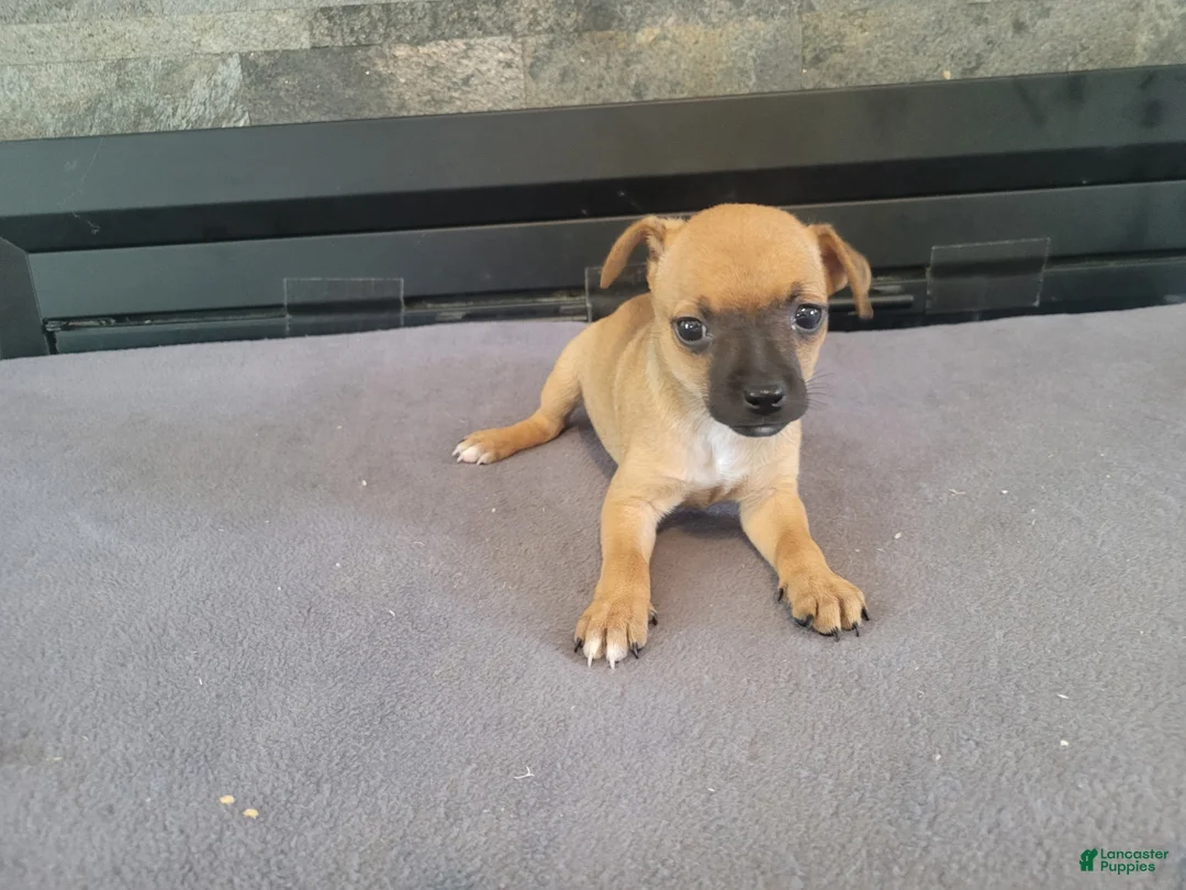 Jack Russell Terrier dogs for sale: Daisy - Ad 6