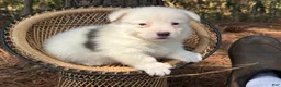 Welsh Corgi Pembroke dogs for sale: Mismark bluie - Ad 1