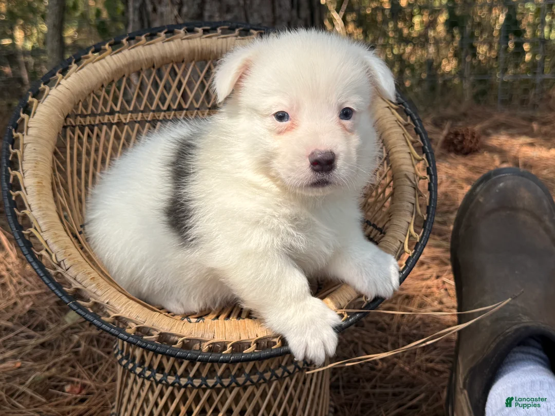 Welsh Corgi Pembroke dogs for sale: Mismark bluie - Ad 1