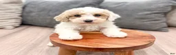Miniature Poodle dogs for sale: Parker - Ad 2