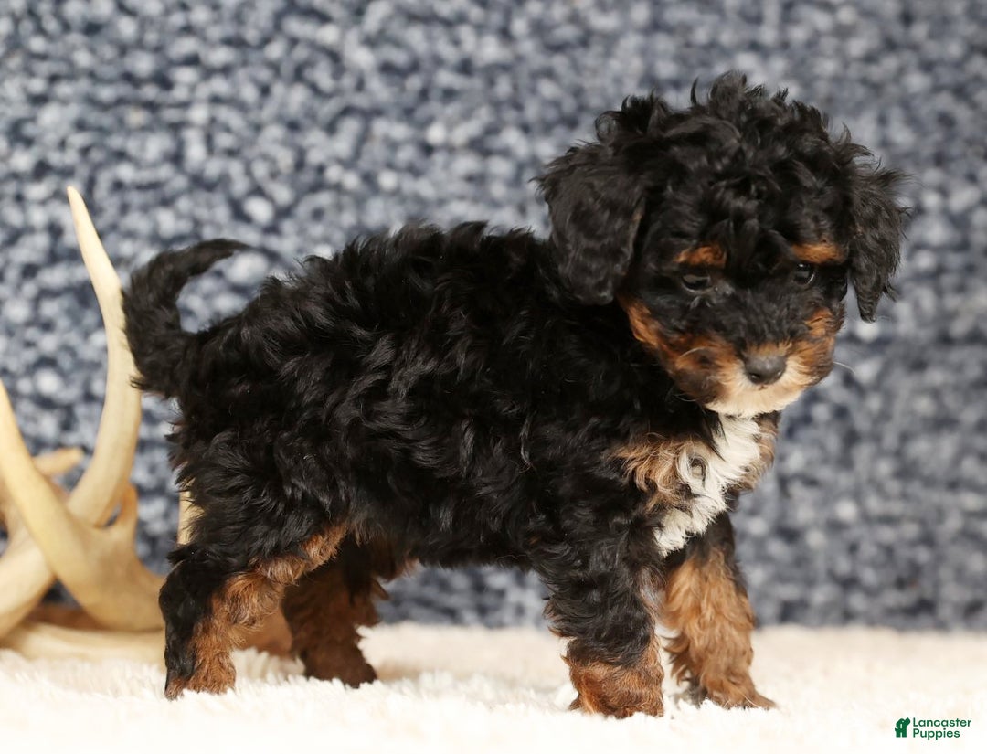 Havapoo dogs for sale: Ender - Ad 8