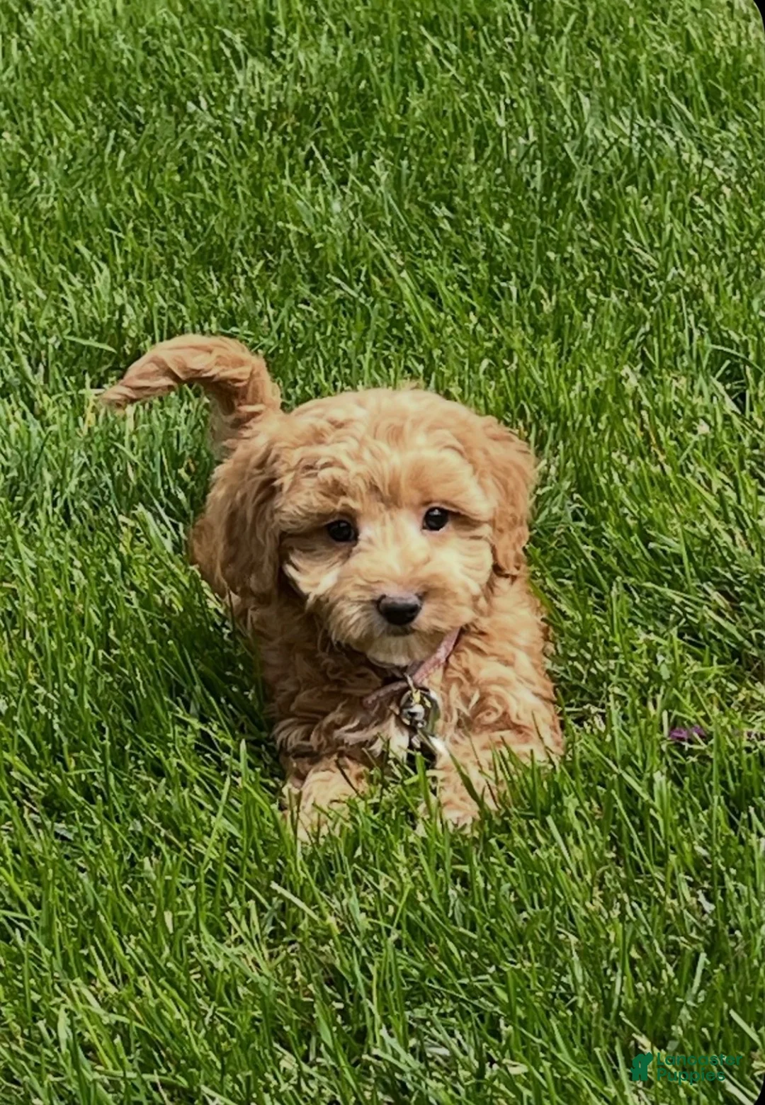Goldendoodle dogs for sale: Daisy - Ad 1
