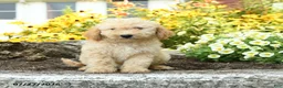 Mini Goldendoodle dogs for sale: Trina - Ad 4