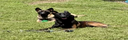 Belgian Malinois dogs for sale: Belgian Malinois 4 - Ad 2