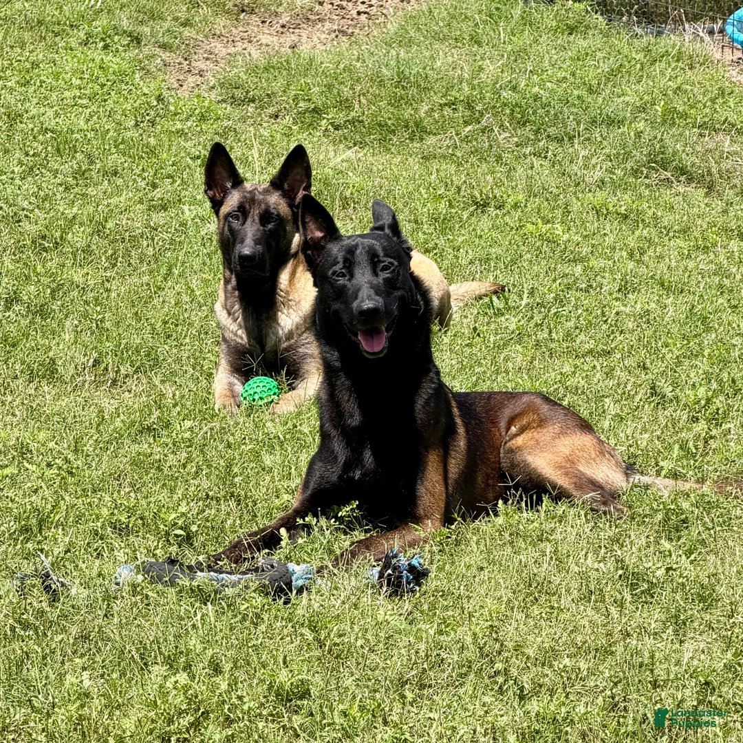 Belgian Malinois dogs for sale: Belgian Malinois 4 - Ad 2