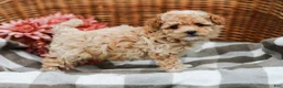 Maltipoo dogs for sale: Crystal - Ad 6
