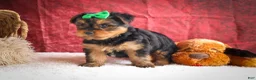 Yorkshire Terrier dogs for sale: DUKE - Ad 21
