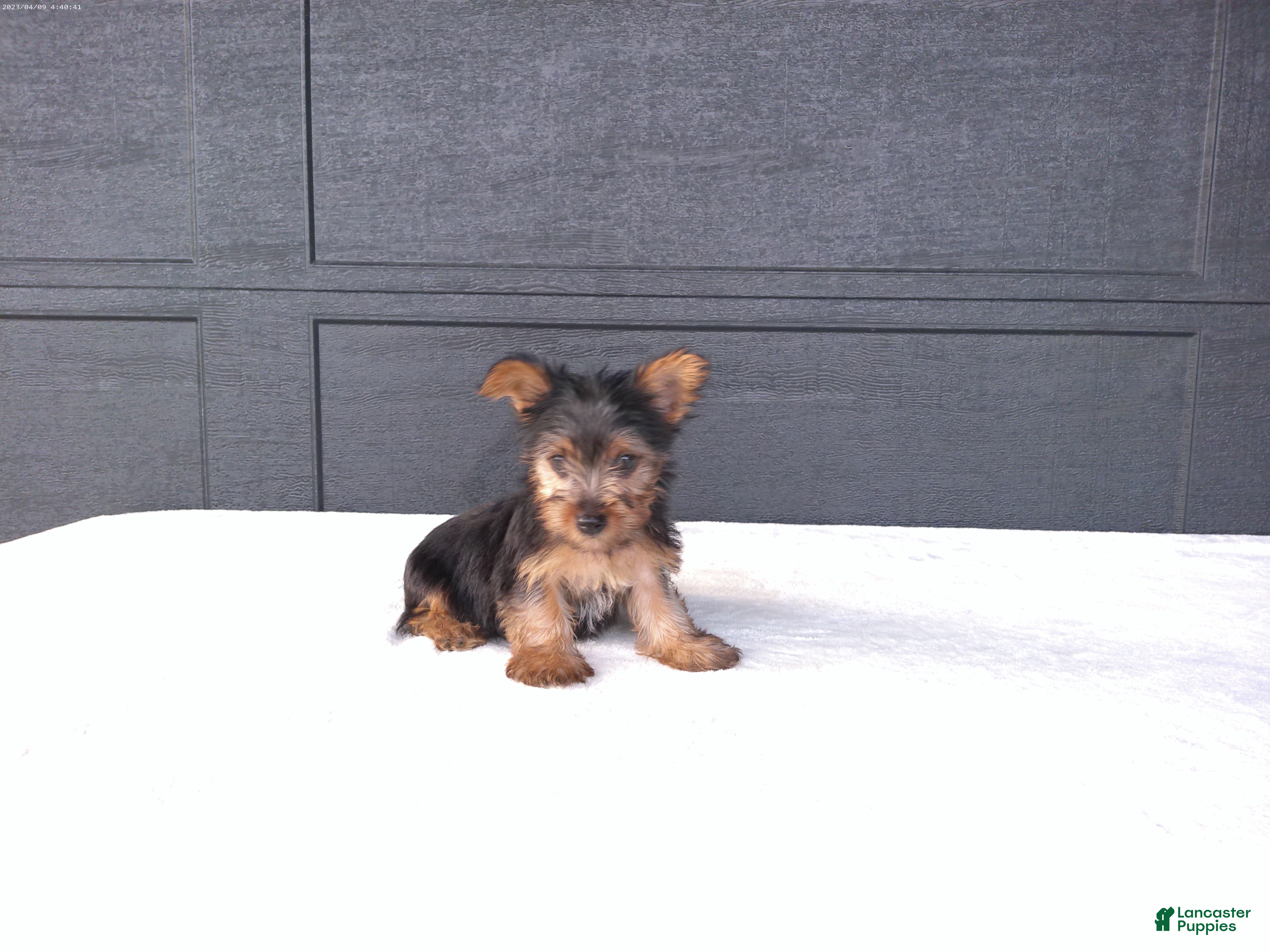 Yorkshire Terrier dogs Sammy  - Ad 2