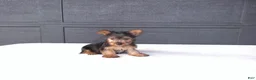 Yorkshire Terrier dogs for sale: Sammy  - Ad 2