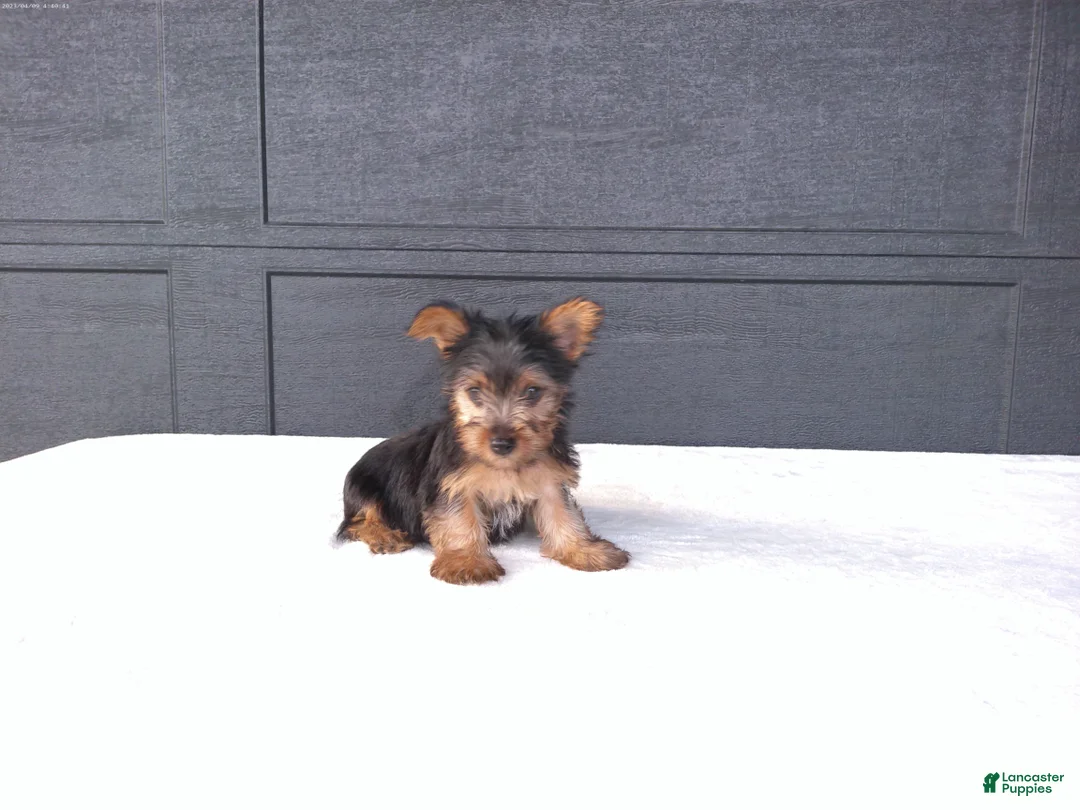 Yorkshire Terrier dogs for sale: Sammy  - Ad 2