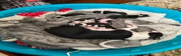 Boston Terrier dogs for sale: Gertrude - Ad 4