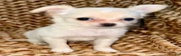 Chihuahua dogs for sale: Pearl - Ad 5