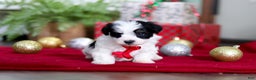 Havanese dogs for sale: Milo - Ad 2