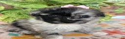 Pomapoo dogs for sale: Pomapoo 2 - Ad 2